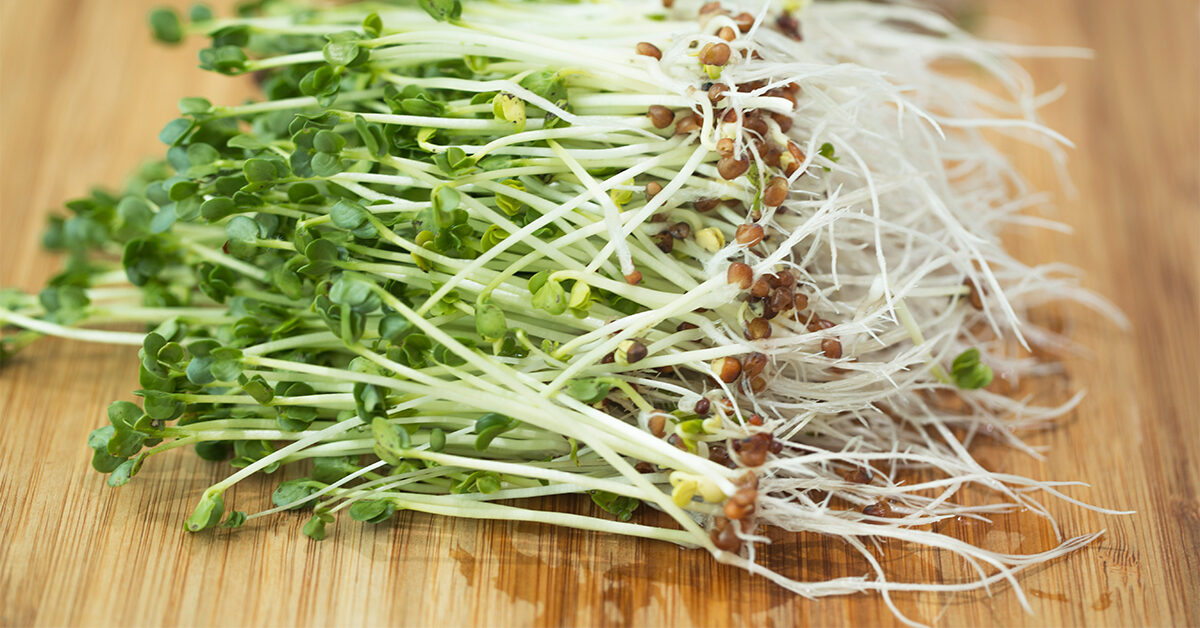 Que sont les pousses de brocoli ?  Nutriments, avantages et recettes, Santé bien-être forme